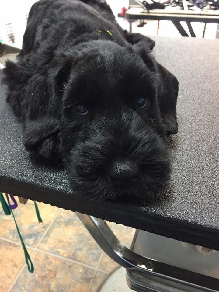 Black puppy lying on a grooming table, resting its head on the edge and looking at the camera.