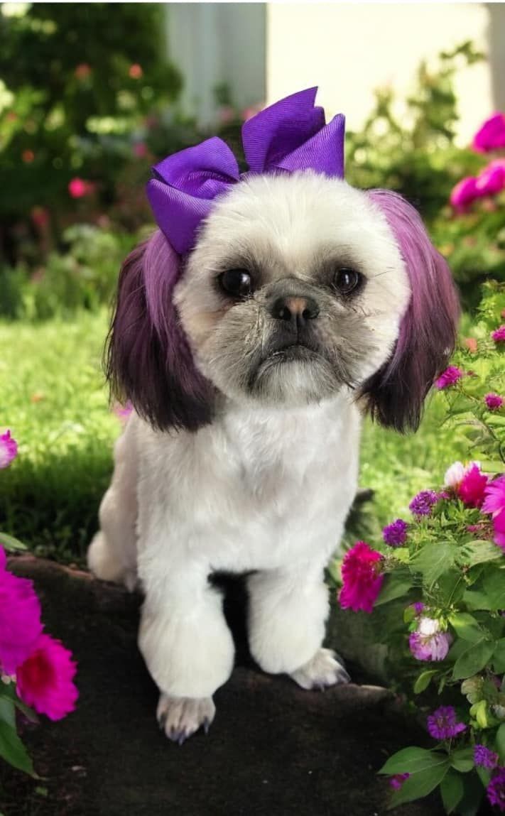 Small white-and-black dog with purple bows sitting among pink flowers and greenery.