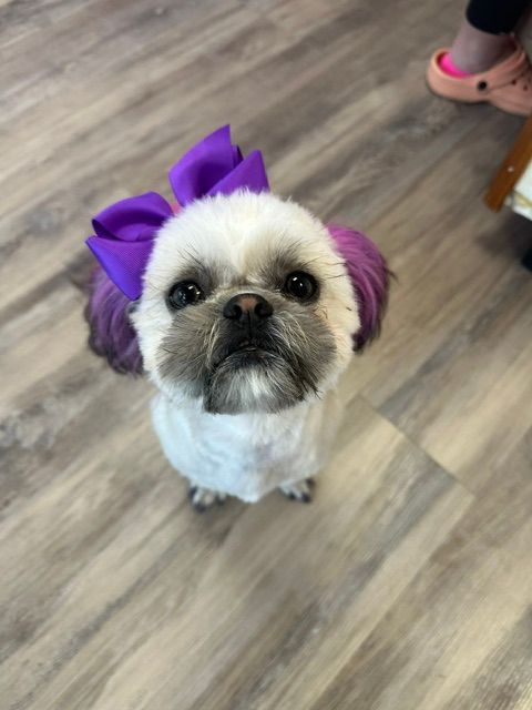 Small fluffy dog wearing a purple bow, looking up on a wood floor. Small fluffy dog wearing a purple bow, looking up on a wood floor.