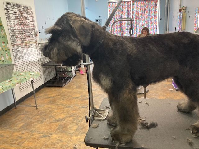Large black dog standing on a grooming table in a pet salon