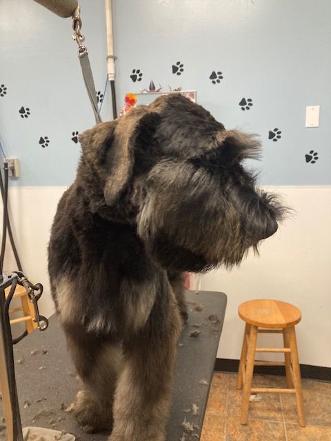 Large shaggy gray-and-black dog standing on a grooming table in a pet salon