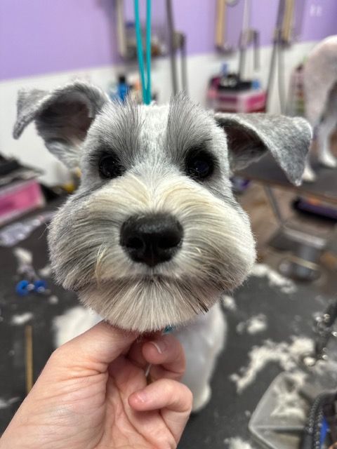 Groomed schnauzer face with clipped fur, held in a hand at a pet grooming salon