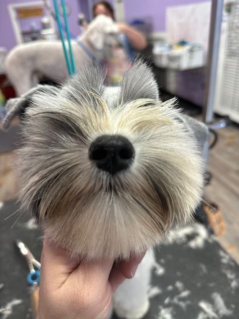 Small dog with long gray-and-white fur, close-up indoors, held by a hand, with a grooming table in the background