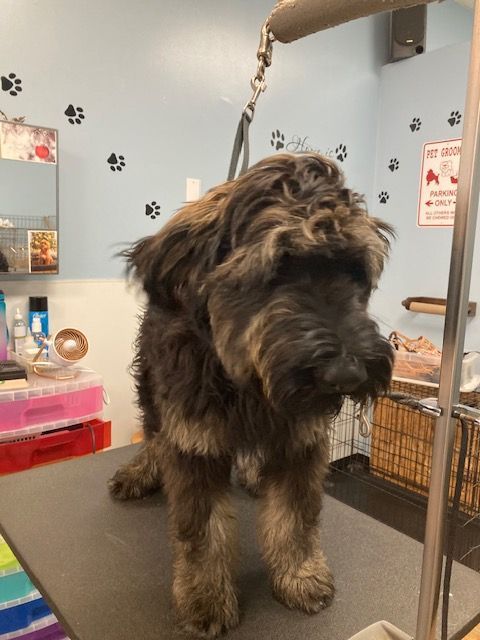 Shaggy black and brown dog standing on a grooming table in a pet salon