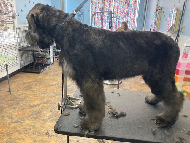 Large black dog standing on a grooming table beside a window in a pet salon