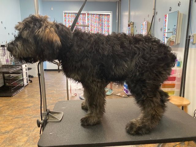 Black shaggy dog standing on a grooming table in a pet salon