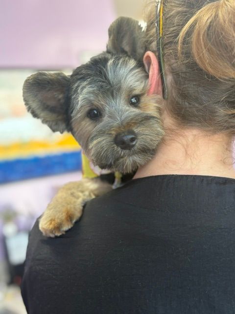 Small gray dog peeks over a person’s shoulder, resting a paw on them indoors. Small gray dog peeks over a person’s shoulder, resting a paw on them indoors.