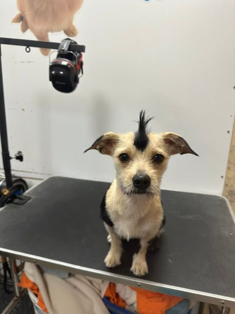 Small tan dog with a black mohawk sitting on a grooming table, looking at the camera.