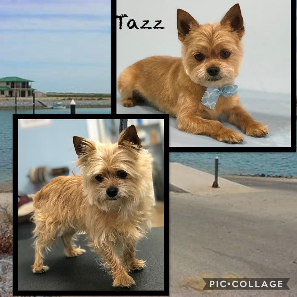 Collage of a small tan terrier named Tazz on a beach, standing and lying down with a blue bowtie