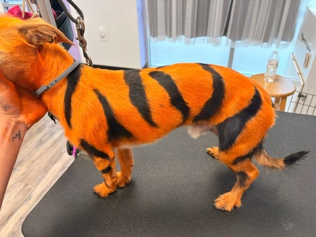 Orange dog costume with black tiger stripes on a small dog in a grooming room