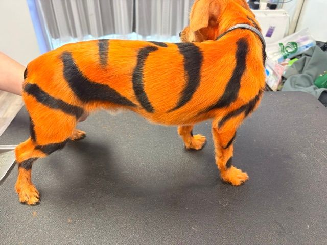 Orange-and-black tiger-costumed dog standing on a table indoors