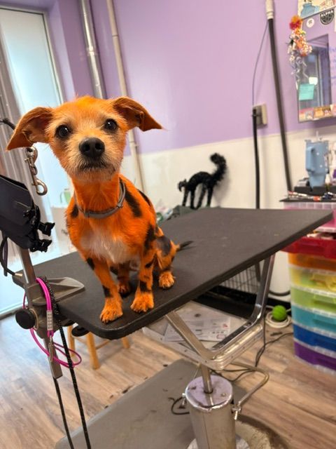 Small orange dog standing on a grooming table in a salon, with a black cat in the background.