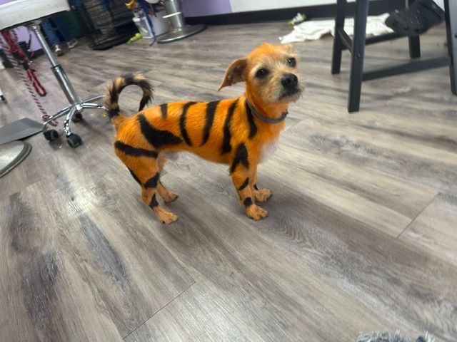 Small dog in an orange-and-black tiger costume standing on a gray wood floor.