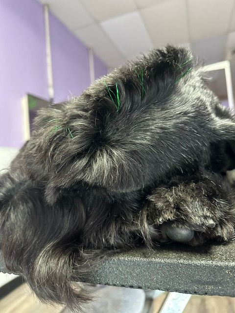 Small black fluffy dog resting on a gray surface with a purple wall in the background