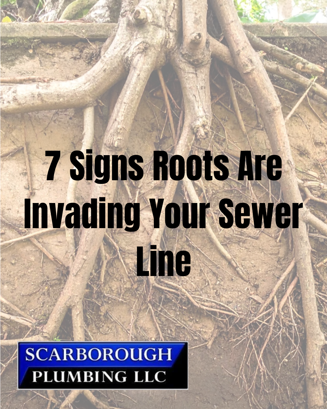 Tree roots invading sewer line with text “7 Signs Roots Are Invading Your Sewer Line” and Scarborough Plumbing LLC logo