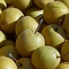 A close-up of a pile of round, light-green Asian pears with brown stems.