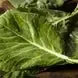 A close-up view of fresh, vibrant green collard or kale leaves with prominent veins.