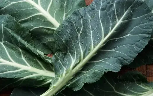 A close-up view of dark green collard greens leaves with prominent, light-colored veins covered in small water droplets.