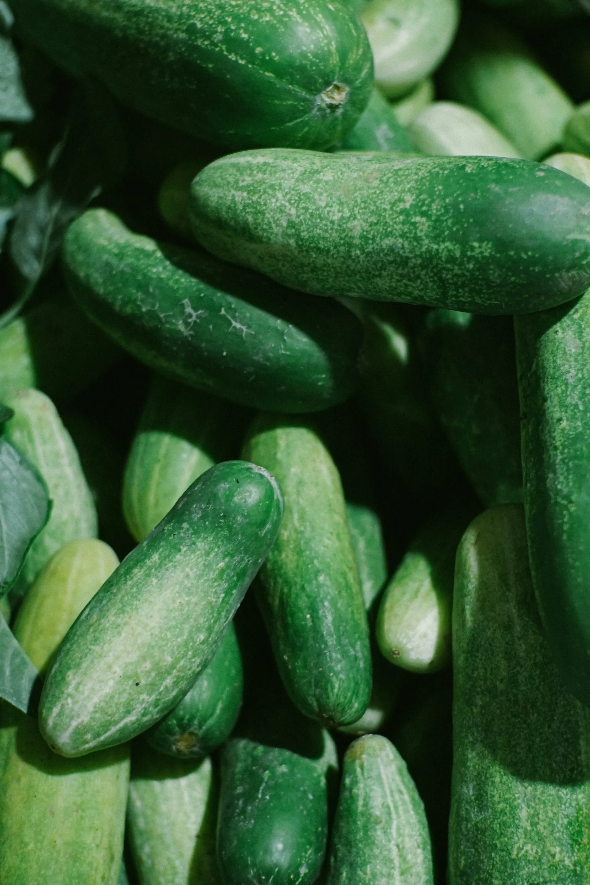 A pile of fresh, bumpy, dark green cucumbers.