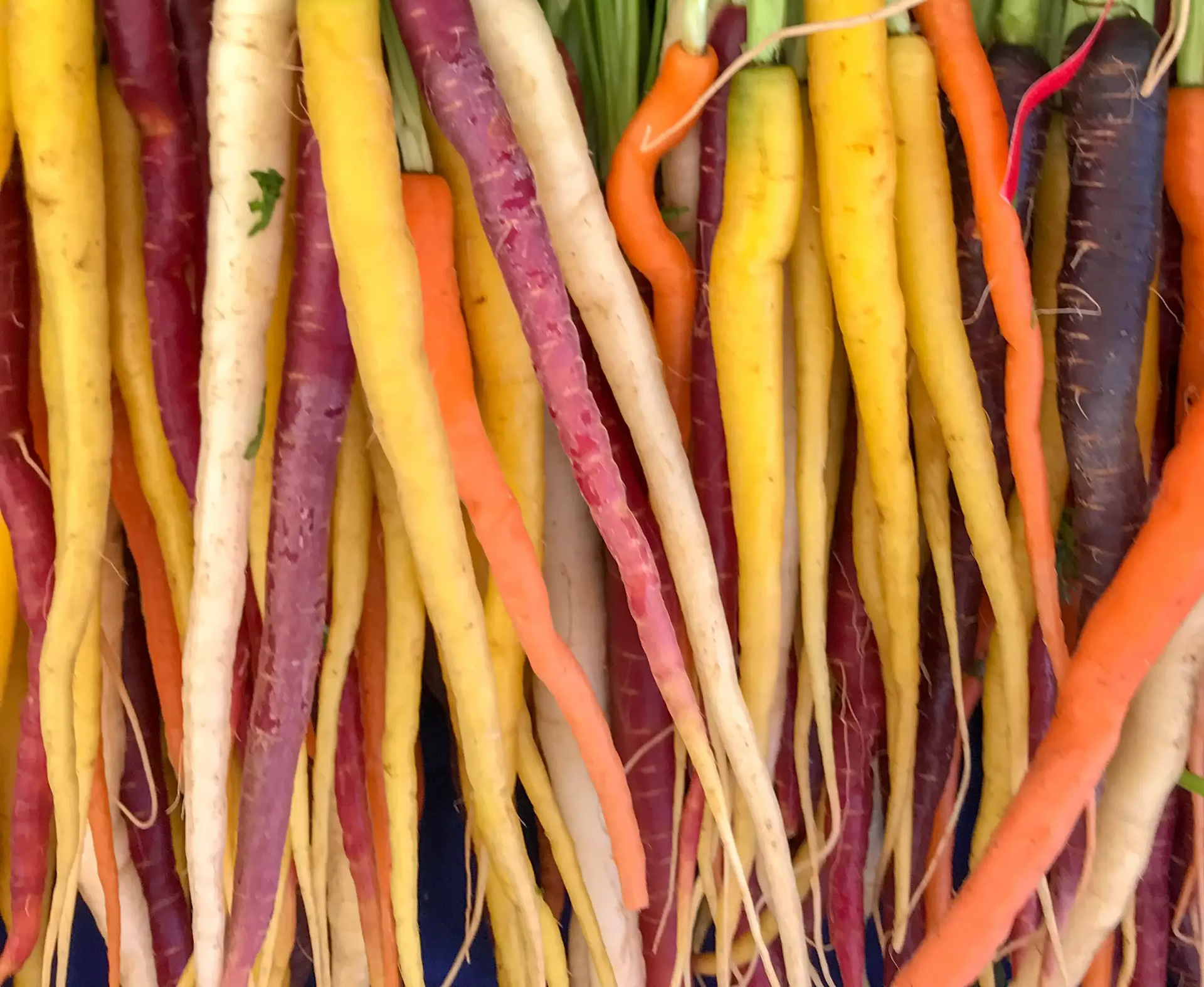 A bunch of fresh rainbow carrots in shades of white, yellow, orange, and purple, arranged vertically.