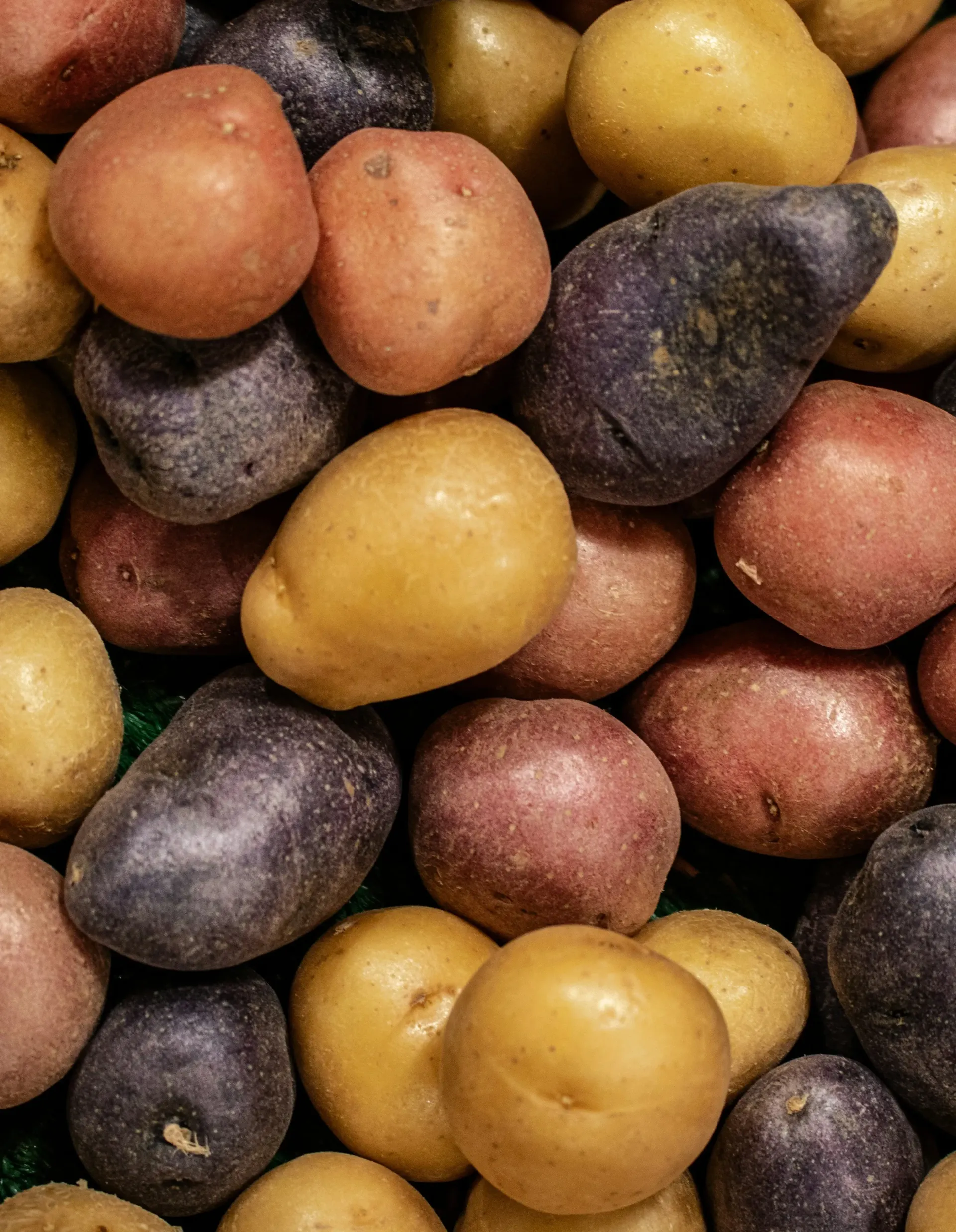 A close-up view of a pile of raw baby potatoes in various colors, including red, yellow, and deep purple.