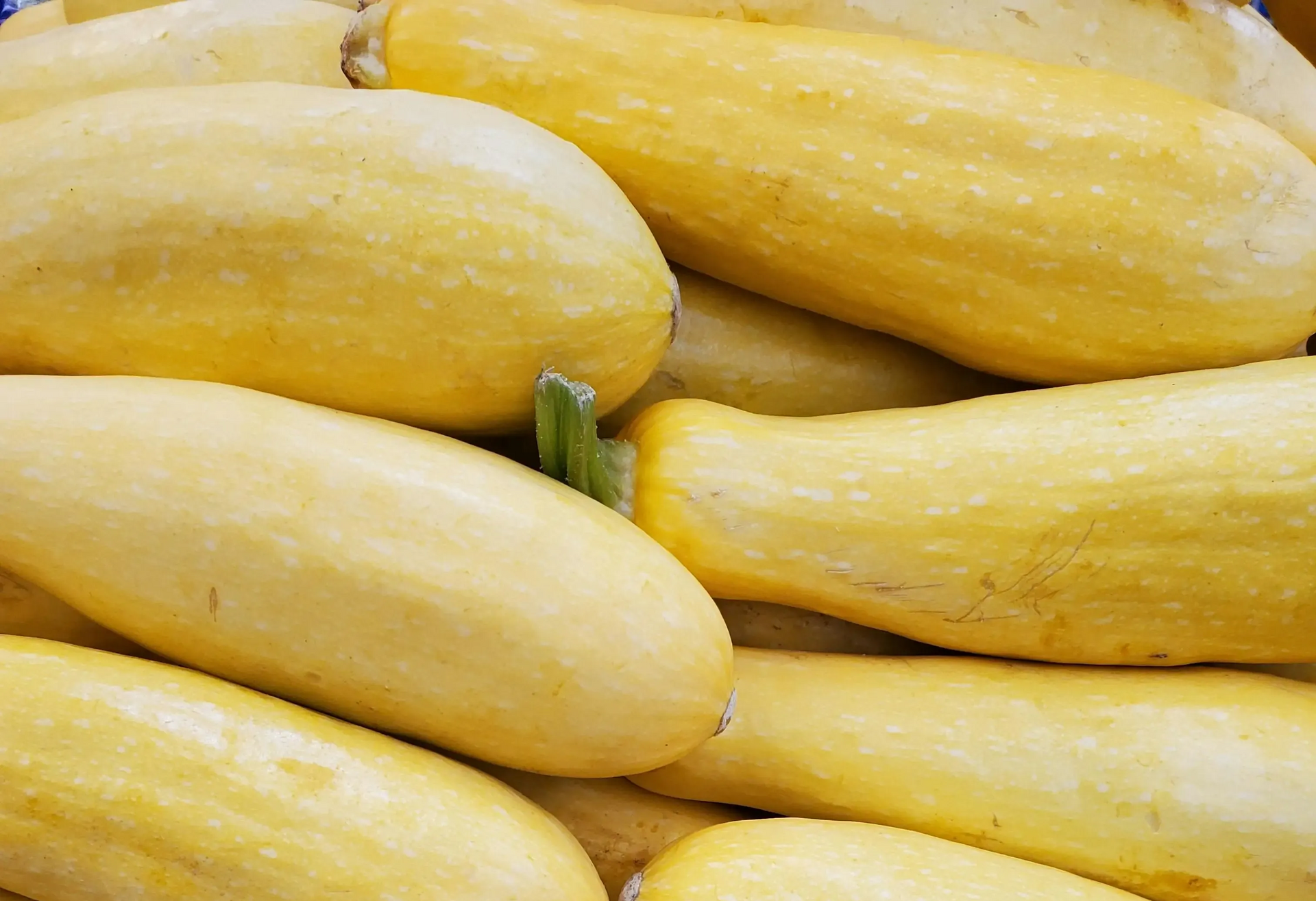 A pile of fresh, bright yellow summer squash filling the frame.