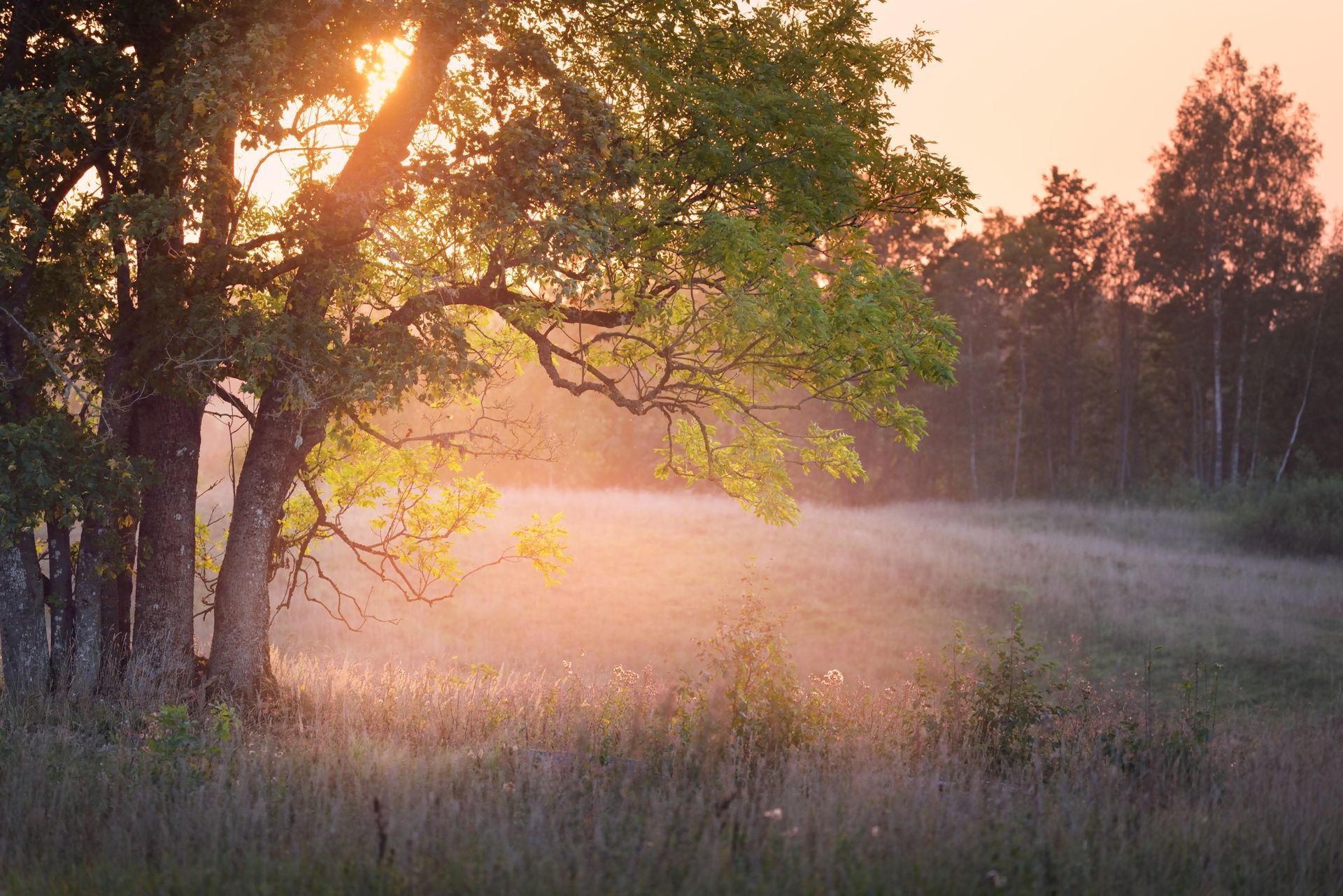 Sunrise over a misty meadow with trees and warm golden light