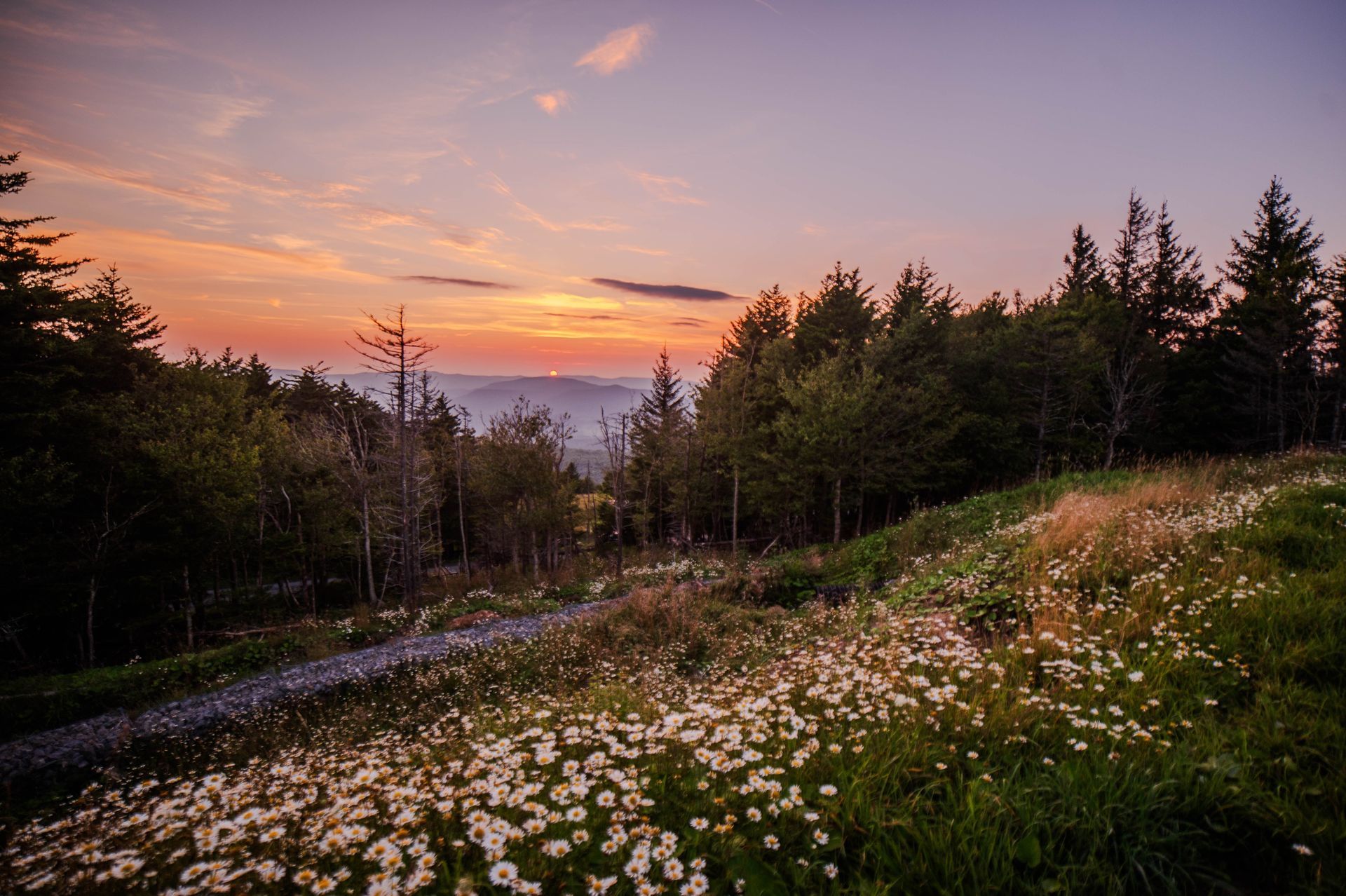 Sunset over a forest meadow with white wildflowers and a winding path