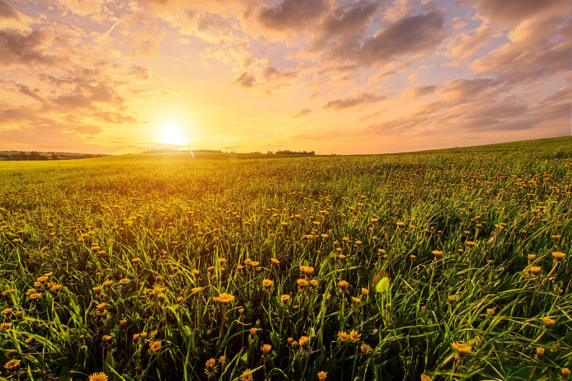 Sunrise over a green field with yellow flowers under a partly cloudy sky