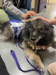 Coco volunteering at Langley Lodge.