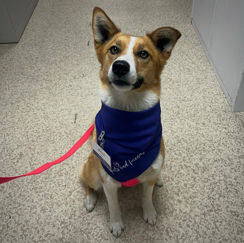 Coco volunteering at Langley Lodge.