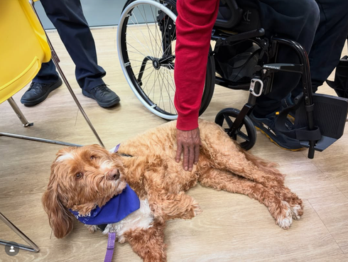 Ellie getting tummy rubs at Strive