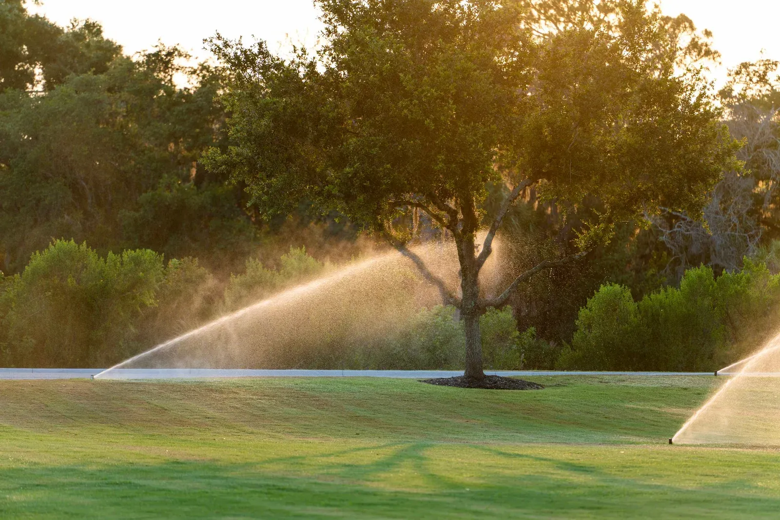 Lawn sprinklers watering a grassy field at sunset beside trees and shrubs.