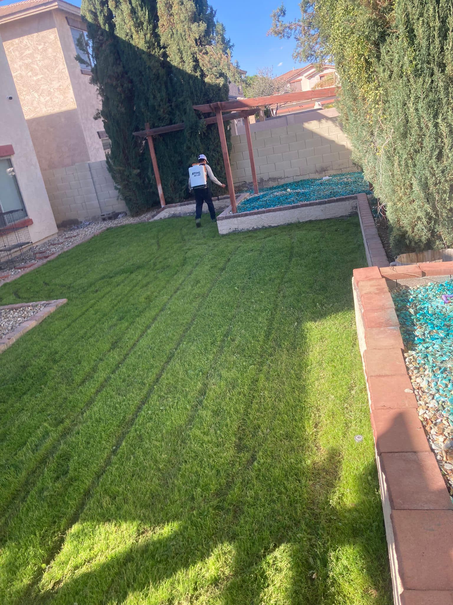 A man is standing in the middle of a lush green lawn.
