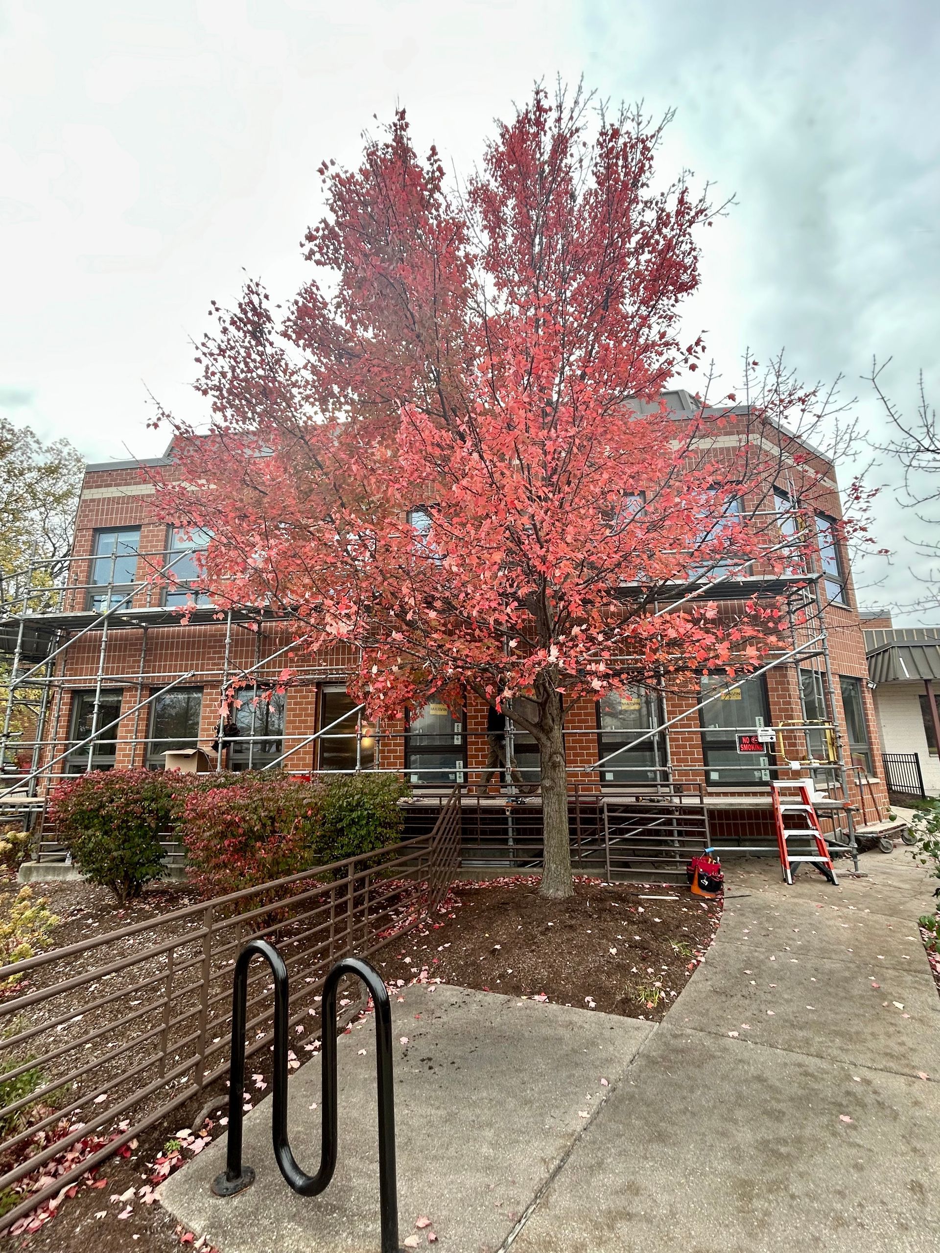 Red-leafed tree in front of a brick building, next to a sidewalk with bike rack. Overcast sky.