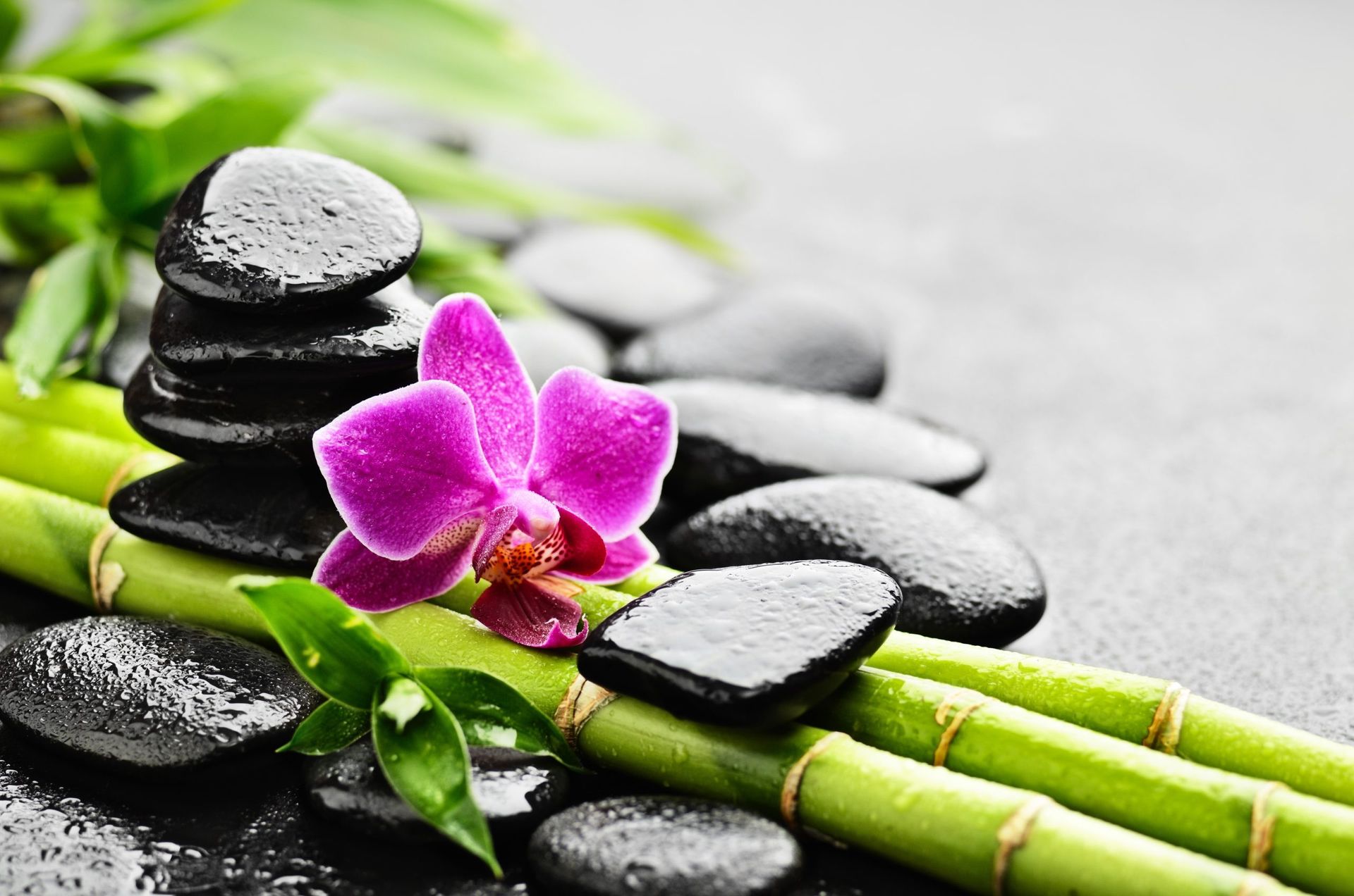 Black spa stones, green bamboo, and a pink orchid on a white background