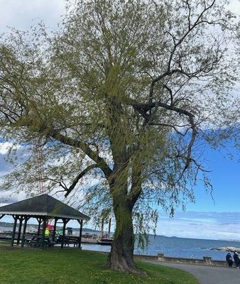 willow tree