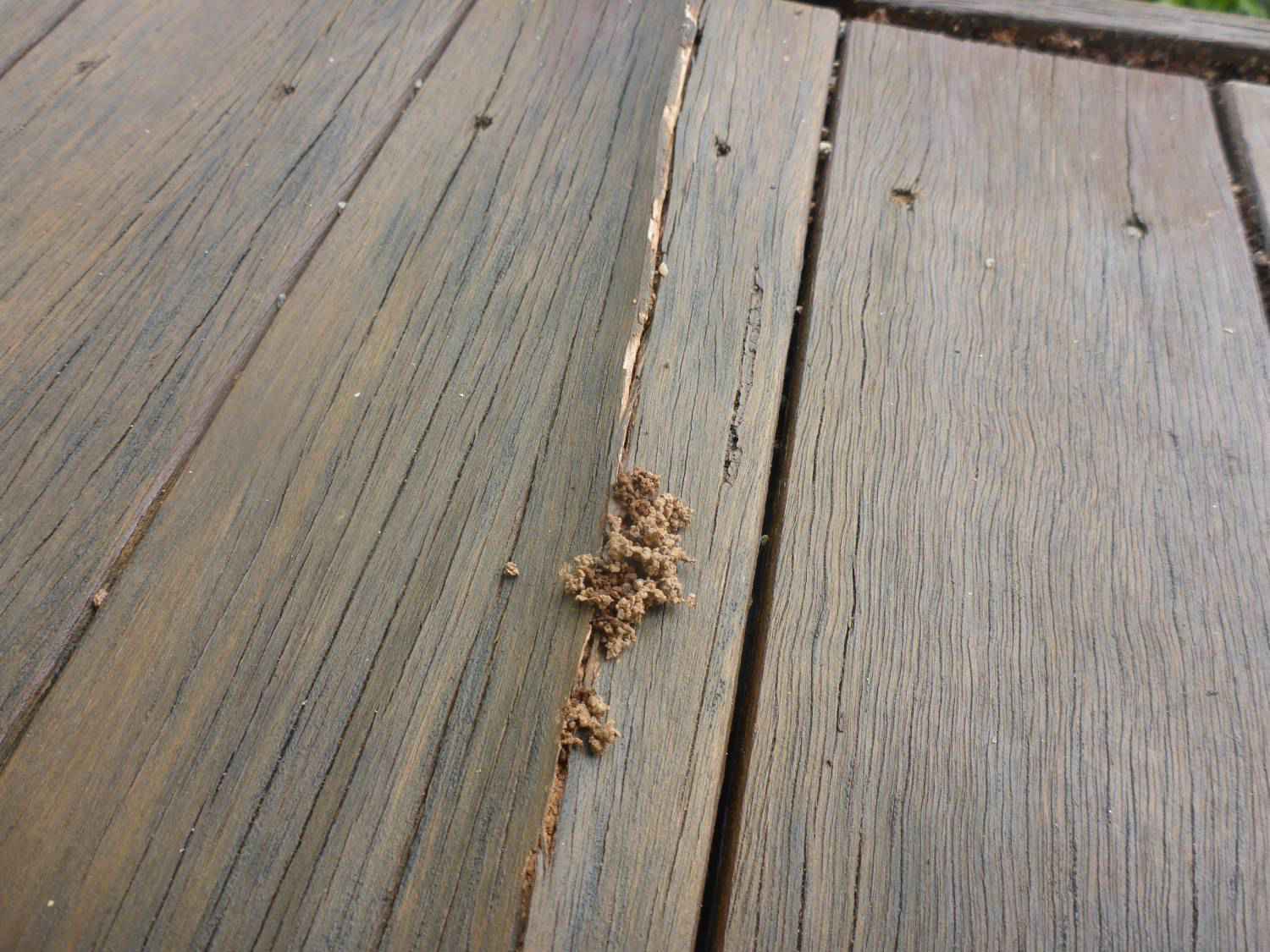 Looking for pests
