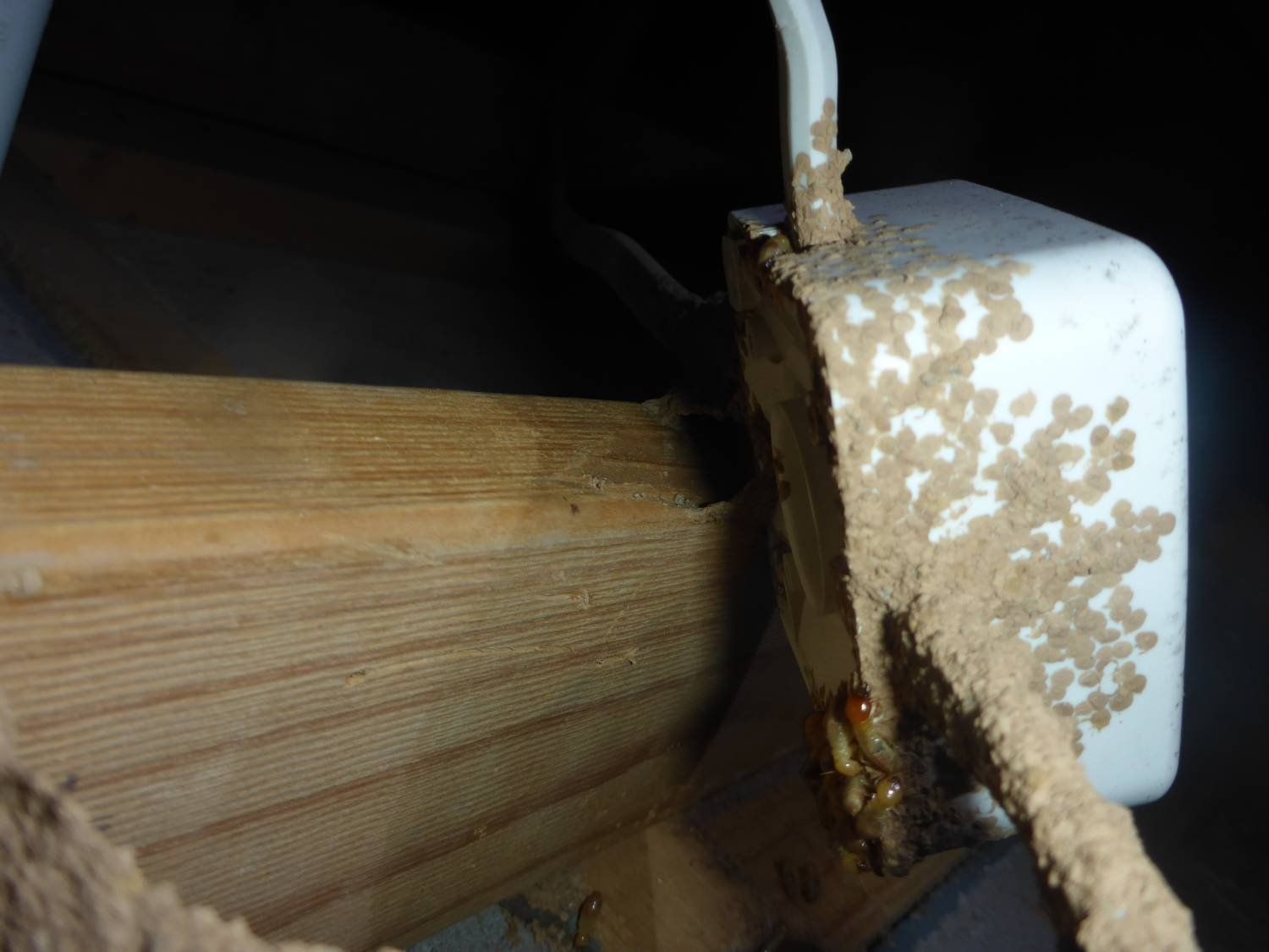 found you termites