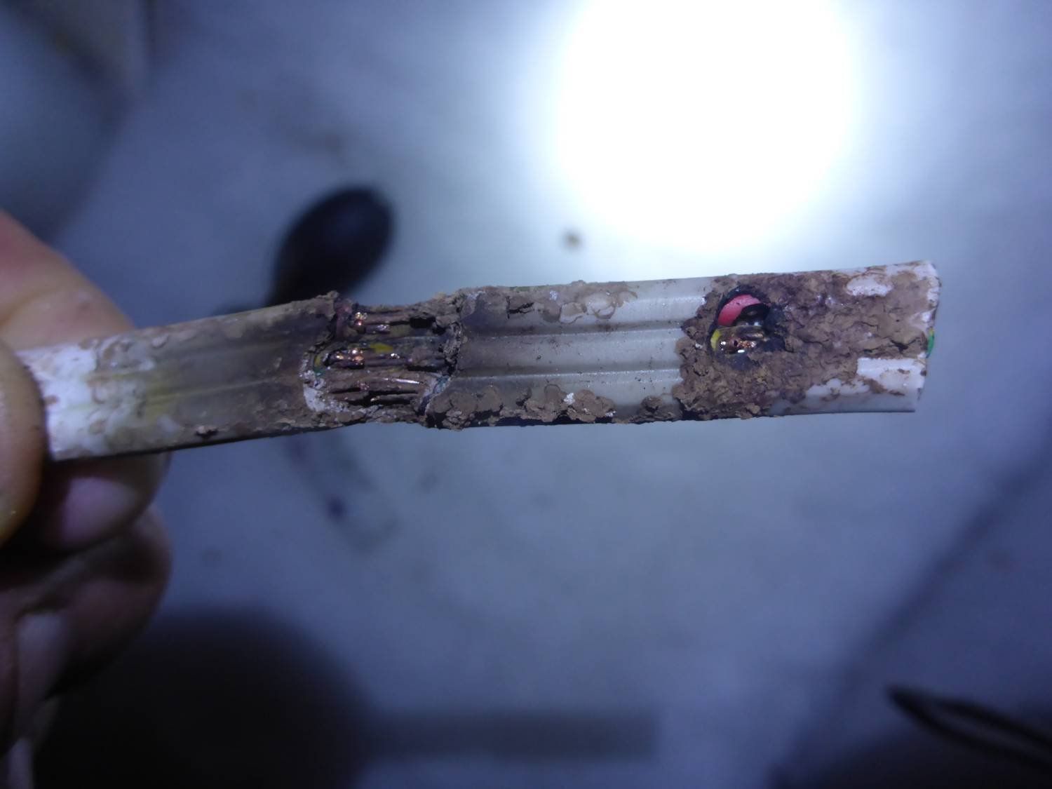 pests eating cables