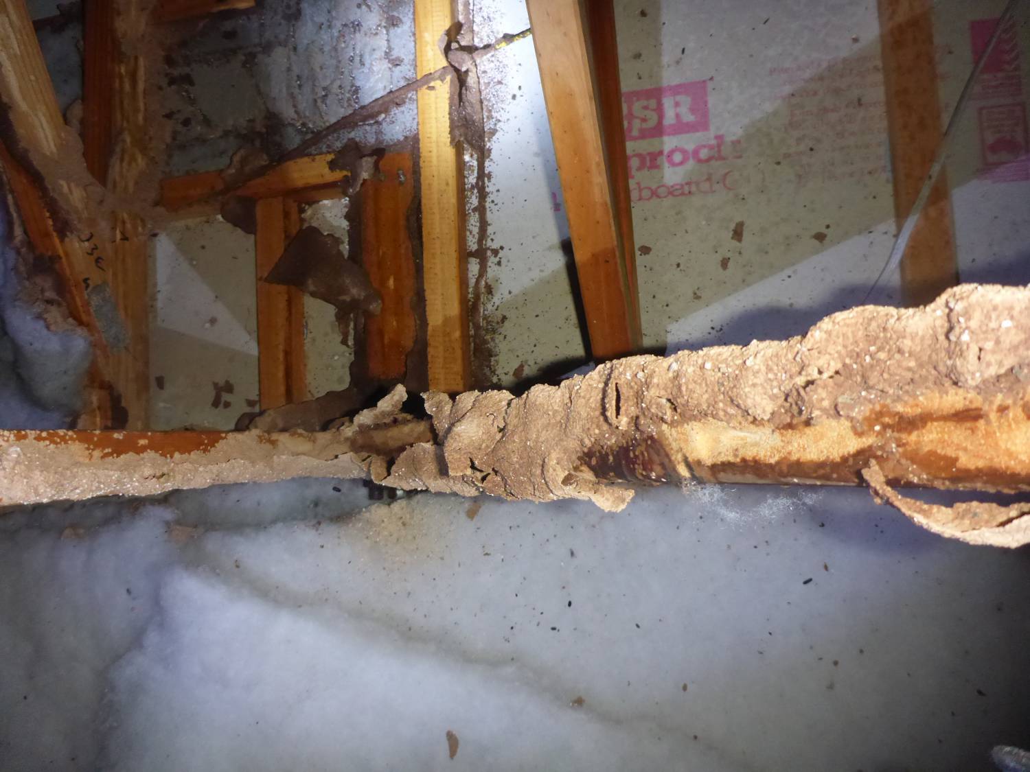termites will make your life hell