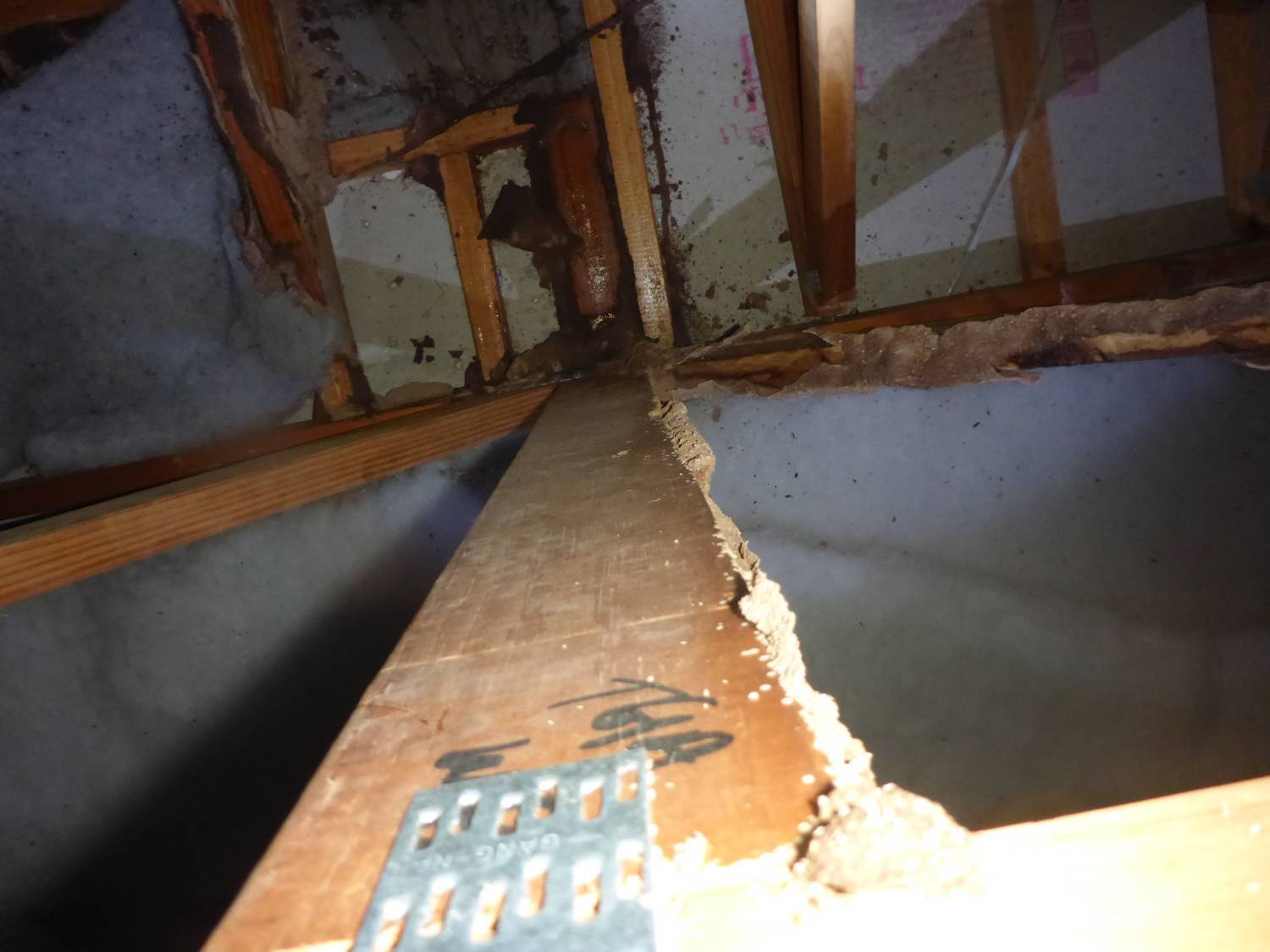 termites can damage your property