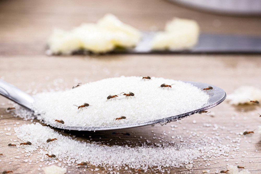 Ants ruining your house?