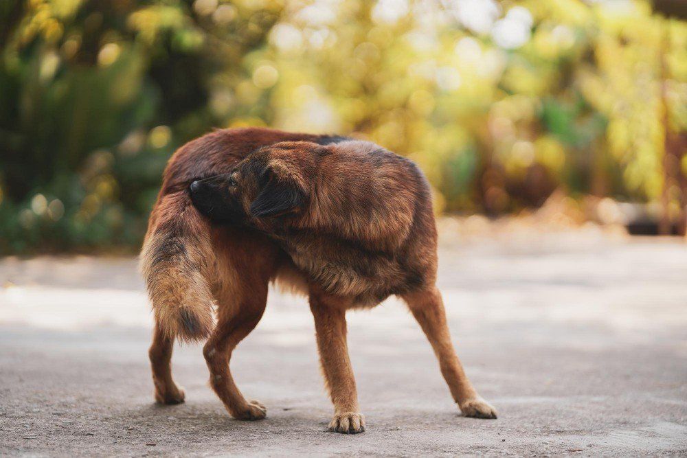 Fleas and ticks on your dog?