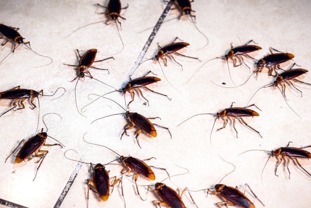 Cockroaches running riot?