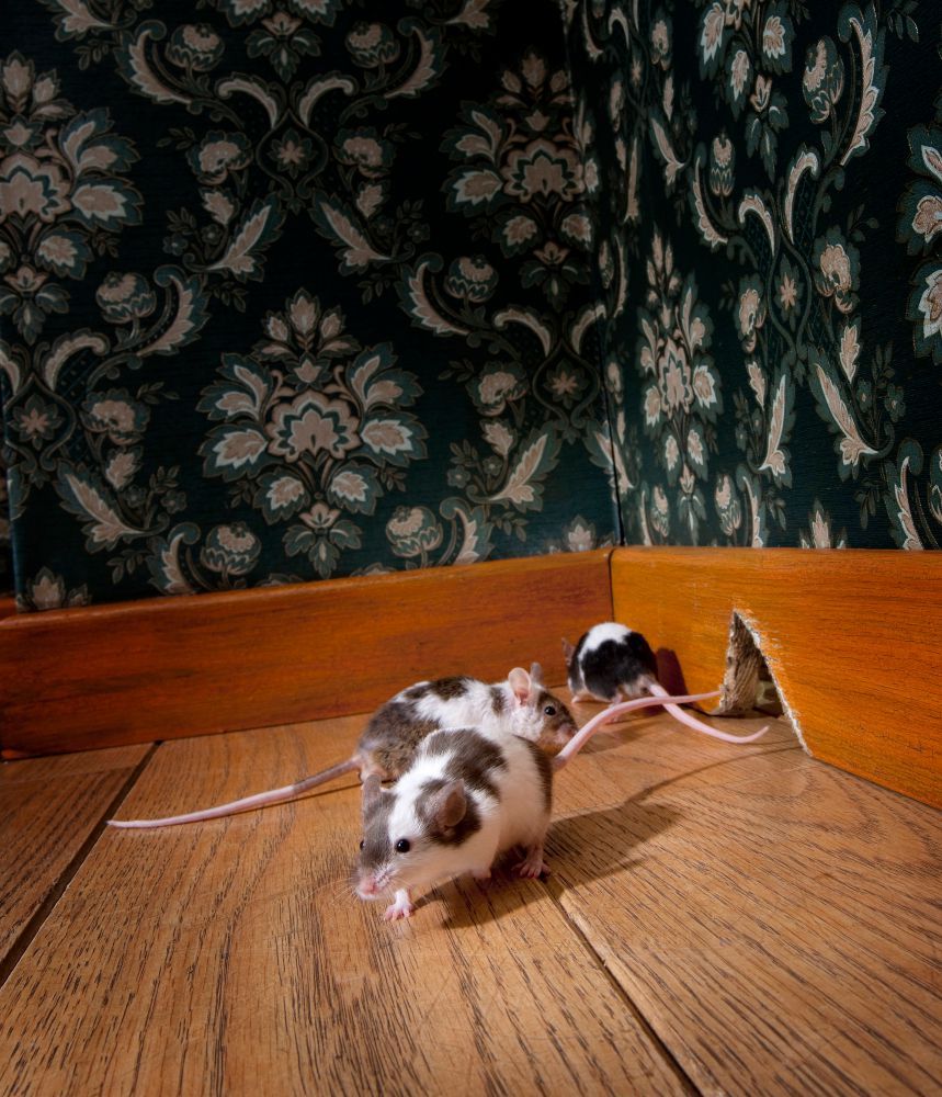 Cheeky mouse to remove in Townsville