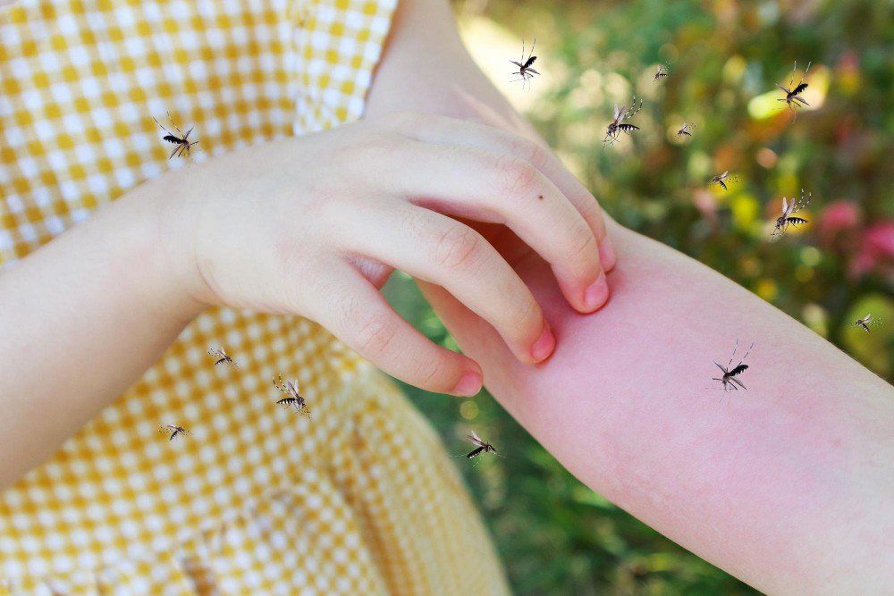 Call Environ to get rid of pests in Townsville