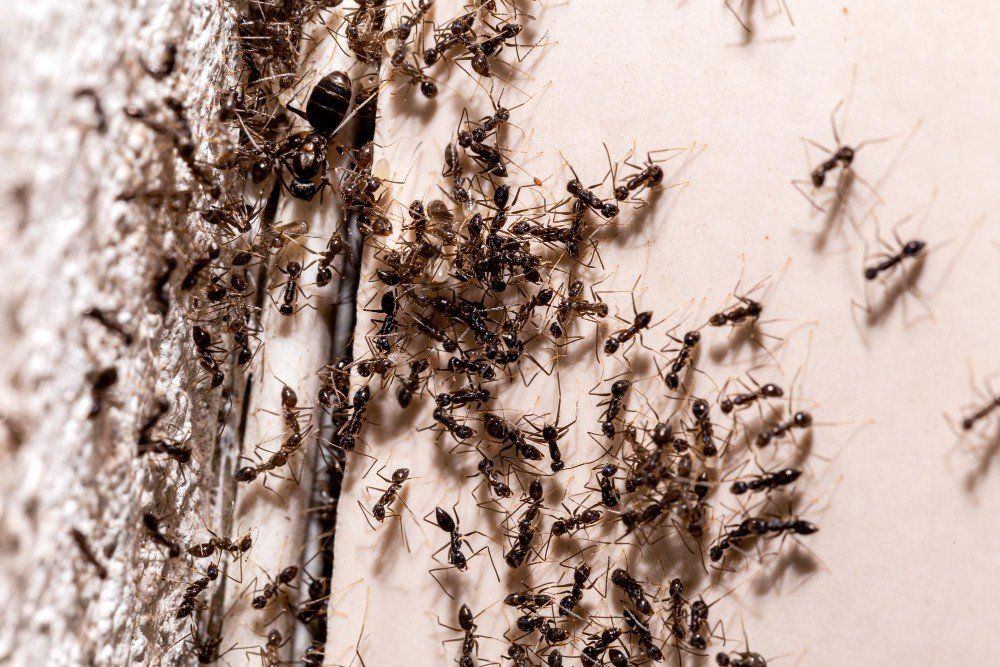 remove ants from your home