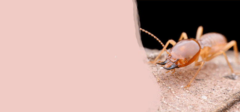 Pest Control in Townsville near me
