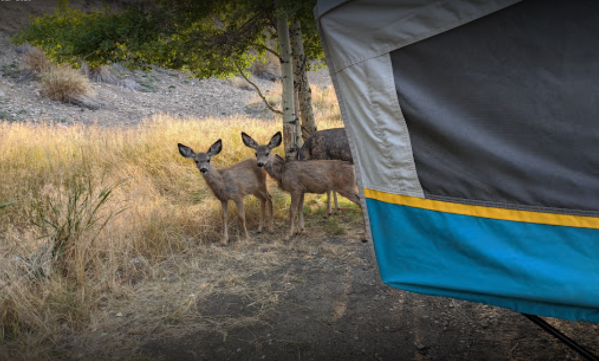 RV Park Anaconda, MT 4065601561